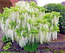 White wisteria floribunda for sale  Lincolnton