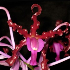 Giant awarded species for sale  Canton