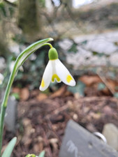 Galanthus midas gebraucht kaufen  Breckerfeld