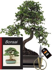 Genki bonsai bonsai gebraucht kaufen  Berlin