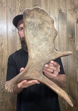 moose horns for sale  Port Matilda