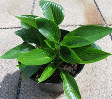 Funkie hosta devon gebraucht kaufen  Eberhardzell