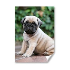 Cute adorable pug for sale  SELBY