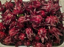 Jamaican sorrel hibiscus for sale  Palm Coast