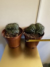 Cactus polaskia chichipe d'occasion  Chelles
