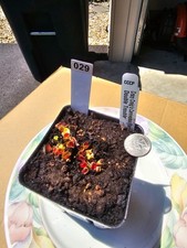 venus flytrap for sale venus flytrap for sale Lorton