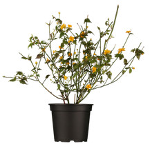 Kerria japonica pleniflora gebraucht kaufen  Westerstede