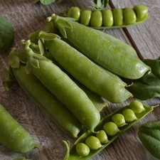 Sugar snap pea for sale  SALISBURY