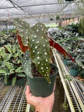 Small begonia maculata for sale  Old Town