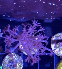 Wysiwyg pom pom for sale  CREWE
