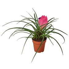Bromeliad cyanea pink for sale  Old Town