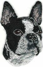 Boxer boston terrier for sale  Syosset