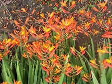 crocosmia for sale  PENTRAETH