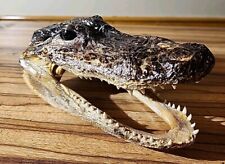 Alligator crocodile head for sale  Portage