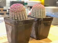 Echinocereus rigidissimus heig for sale Echinocereus rigidissimus heig for sale  BIRMINGHAM