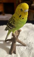 Budgie budgerigar green for sale  SUDBURY