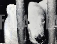 Vintage animali canada usato  Roma