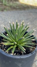Agave albopilosa inch for sale  San Marcos