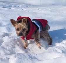 Small dog outfits for sale  Rhodesdale