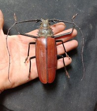 callipogon for sale  Emporia