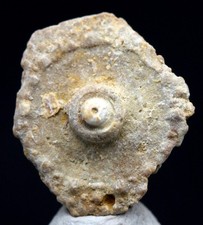 Sea urchin fossil for sale  Tucson