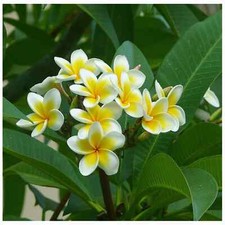 Hawaiian plumeria frangipani for sale  Altamonte Springs