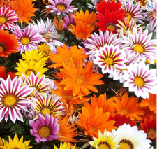 Gazania mixed summer for sale  WORKSOP