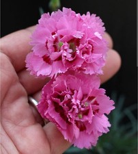 Beautiful dianthus raspberry for sale  LONDONDERRY