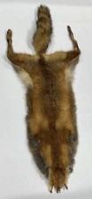 Tanned red fox for sale  Caro