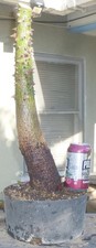 Chorisia speciosa silk for sale  Rosemead