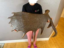 Big moose shed for sale  Moscow