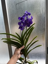 orchidee vanda usato orchidee vanda usato Lecco