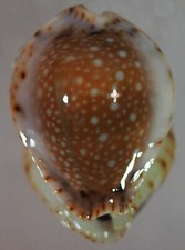 Cypraea lamarckii phukettensis usato  Italia