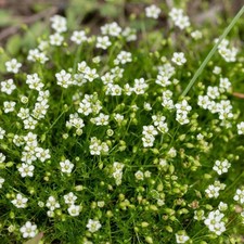 Weißer federkiel hafer gebraucht kaufen  Lauf a.d.Pegnitz