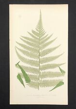Cyathea dealbata british for sale  BOURNE END