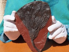 Detailed scyphocrinites crinoi for sale  Tucson