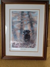 Black labrador limited for sale  BURTON-ON-TRENT