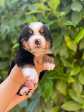 Cuccioli bovaro del usato  Fabriano