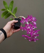 Dendrobium parishii blühfähi gebraucht kaufen  Haan
