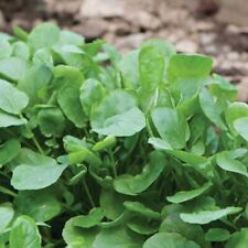 4000 upland cress for sale  Bois D Arc