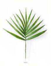 Feuille x12 palmier d'occasion  Montoire-sur-le-Loir