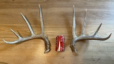 Whitetail antler cutoffs for sale  Woodville
