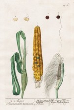 Zea mays mais gebraucht kaufen  Seubersdorf