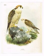 Lanner falcon falco for sale  DEREHAM
