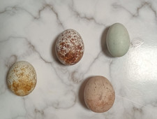 birds eggs for sale  MANCHESTER
