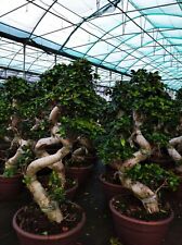 Bonsai shape albero usato  Mascali