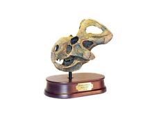 Teschio dinosauro protoceratop usato  Magenta