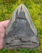 Dent fossile requin d'occasion  Agen