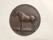 cavalli olandesi usato cavalli olandesi usato Italia