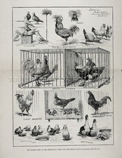 Chicken poulty show for sale  Lake Villa